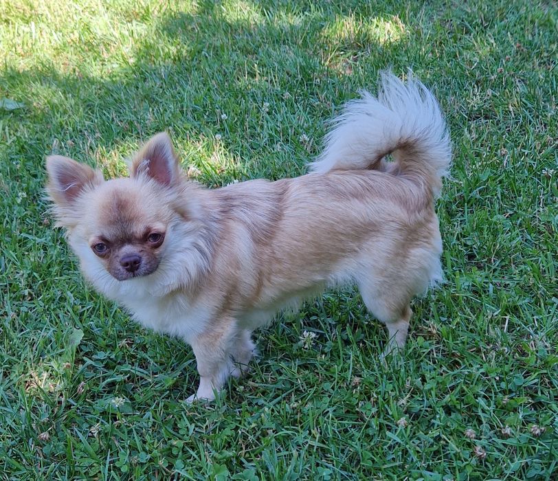 Piesek długowłosy Chihuahua
