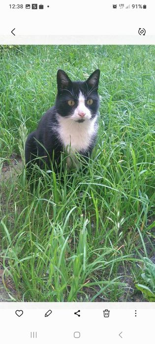 Zaginął kotek Teodor.