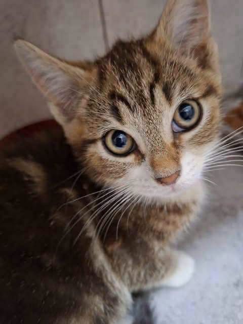 7 małych kotków do adopcji