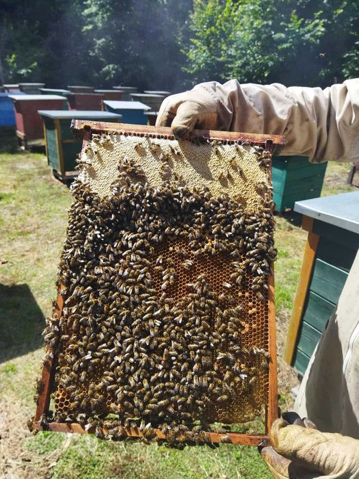 Miód spadziowy iglasty