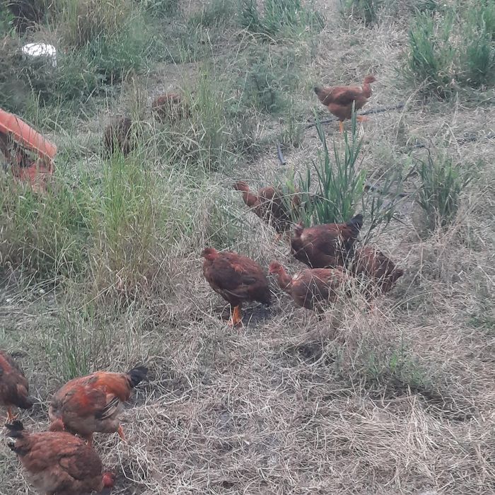 Galos caseiros ...