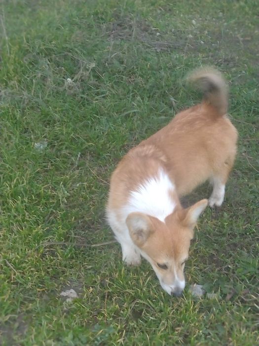 Майбутній чемпіон Купер