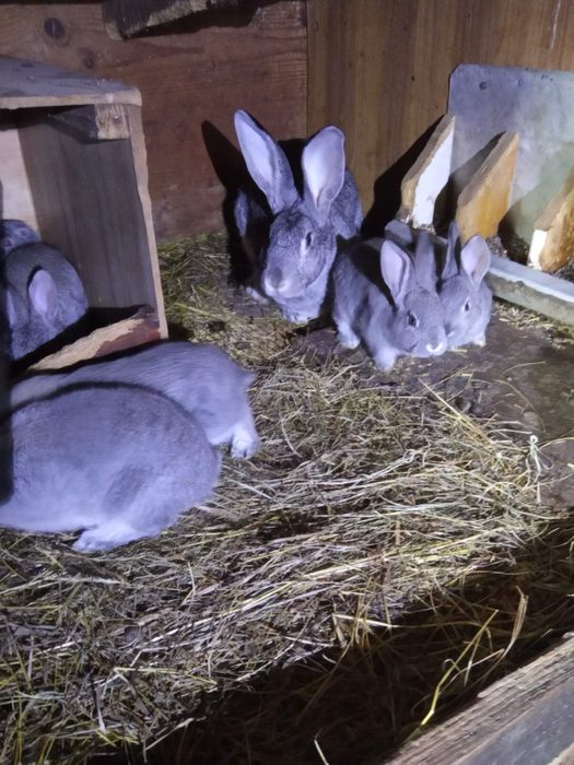 Подам Кролики порода шиншила