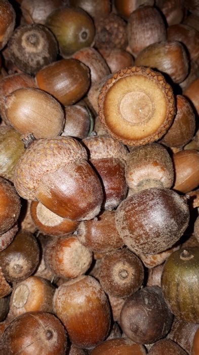 Желуди,  2023, свежие, корм для грызунов