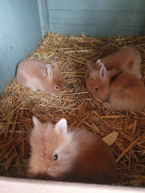 króliki miniaturki niebieskie (kolor kota brytyjskiego) oraz karzełki