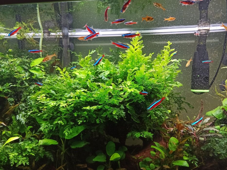 Plantas aquaticas