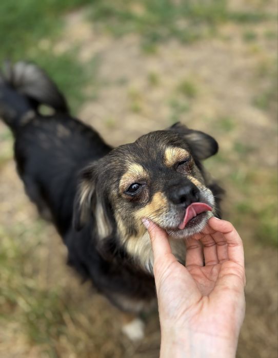 Mała suczka do adopcji!