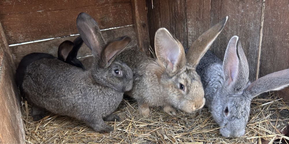 Sporzedam młode samce Olbrzyma Belgijskiego