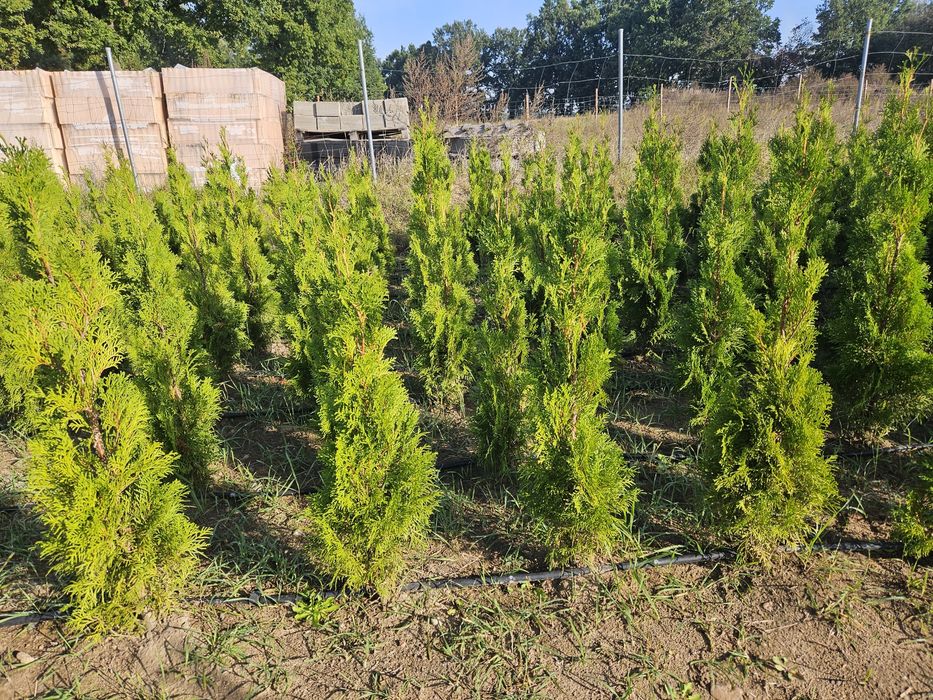 Thuja Smaragd 110-150 cm