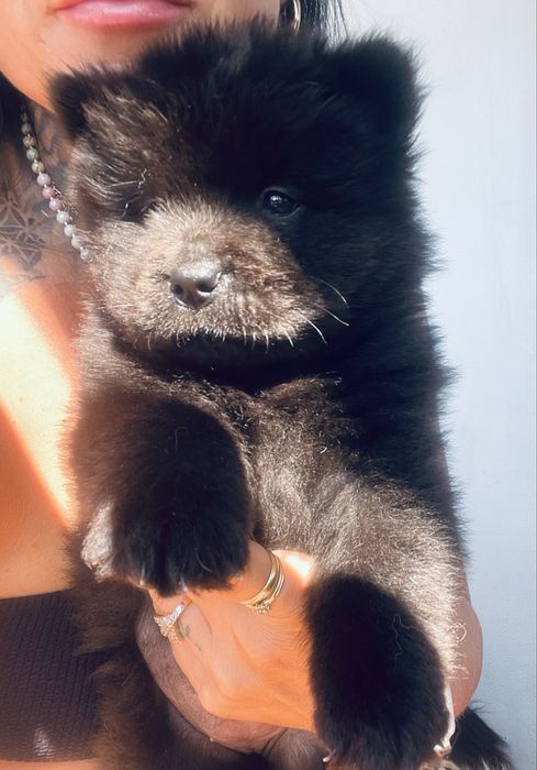 Piękne Chow Chow