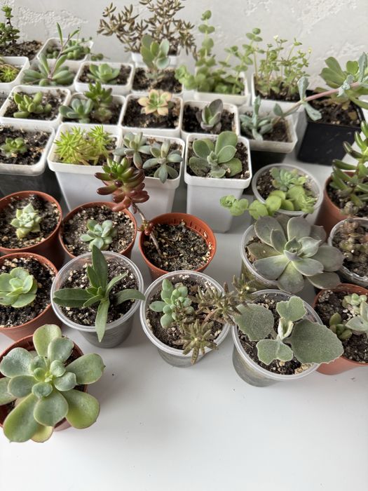 Продам сукуленти