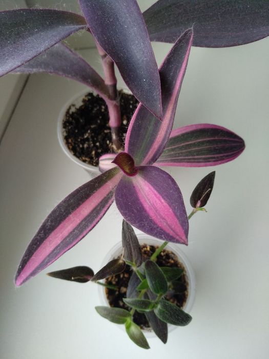 Сеткреазия вариегатная,мультиколор