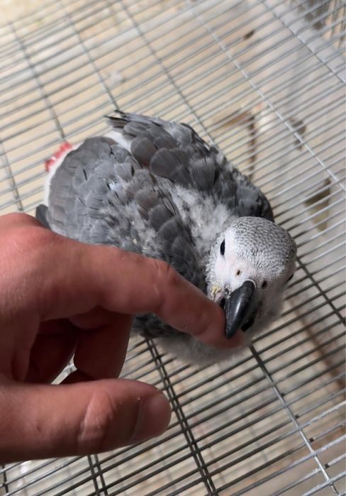 Papagaios Cinzentos domesticados