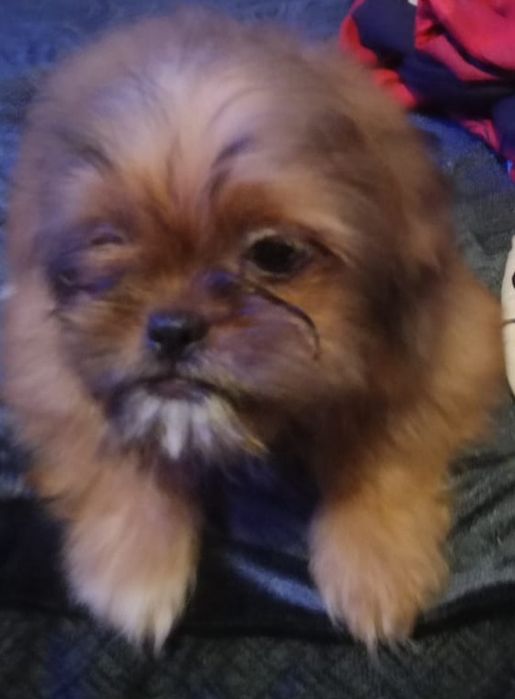 Продаются щенки шитцу чистокровные и есть помесы шитцу и пекинеса