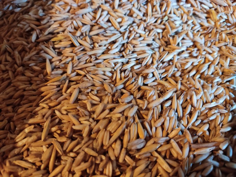 Продам овес.голозерний.