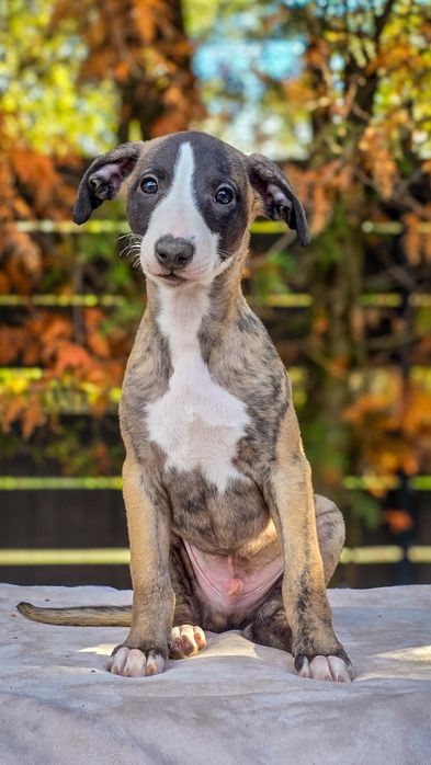 Himiros GINO whippet chłopiec do odbioru w połowie października