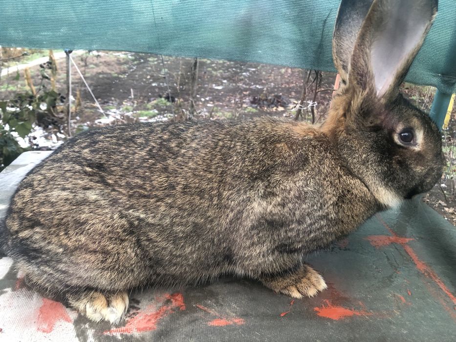 Продам Кроликів!