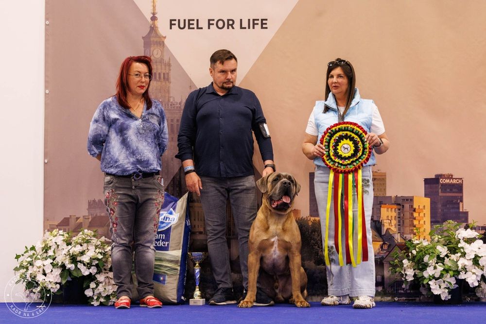 Cane corso szczenie