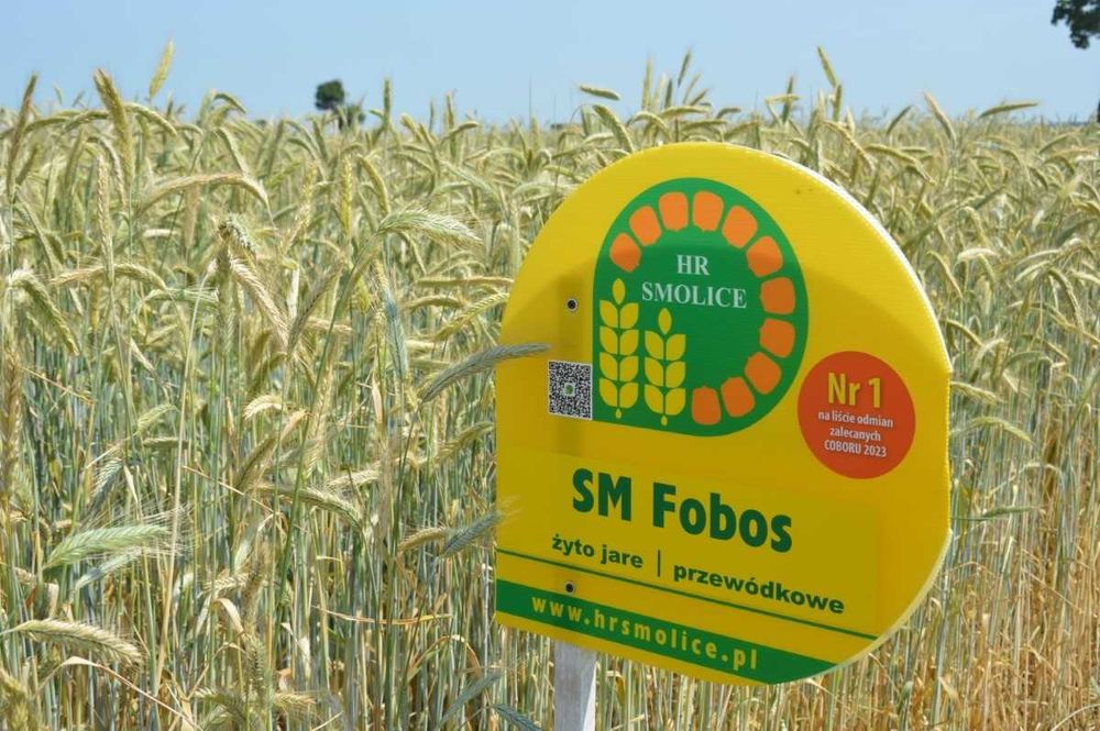 Żyto Jare FOBOS - Nasiona Żyta Smolice ( Bojko Elara Ananke )
