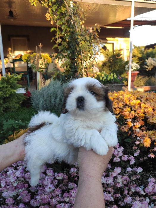 Маленька гарнюня