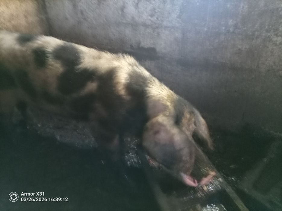 Venda de porco bizarro caseiro criado em casa