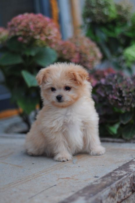 Лялькова міні дівчинка Мальтіпу. Maltipoo F1