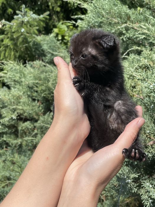 Кошенята віком 2 місяці