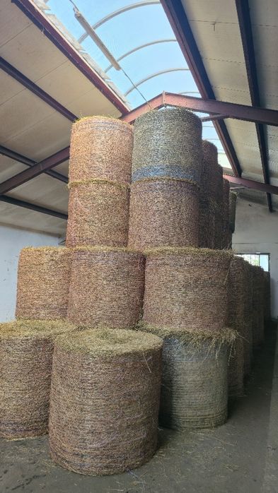 Siano pogodne  w belach 125 cm