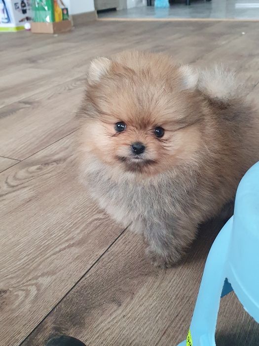 Szpic miniaturowy pomeranian/Miodowy mis