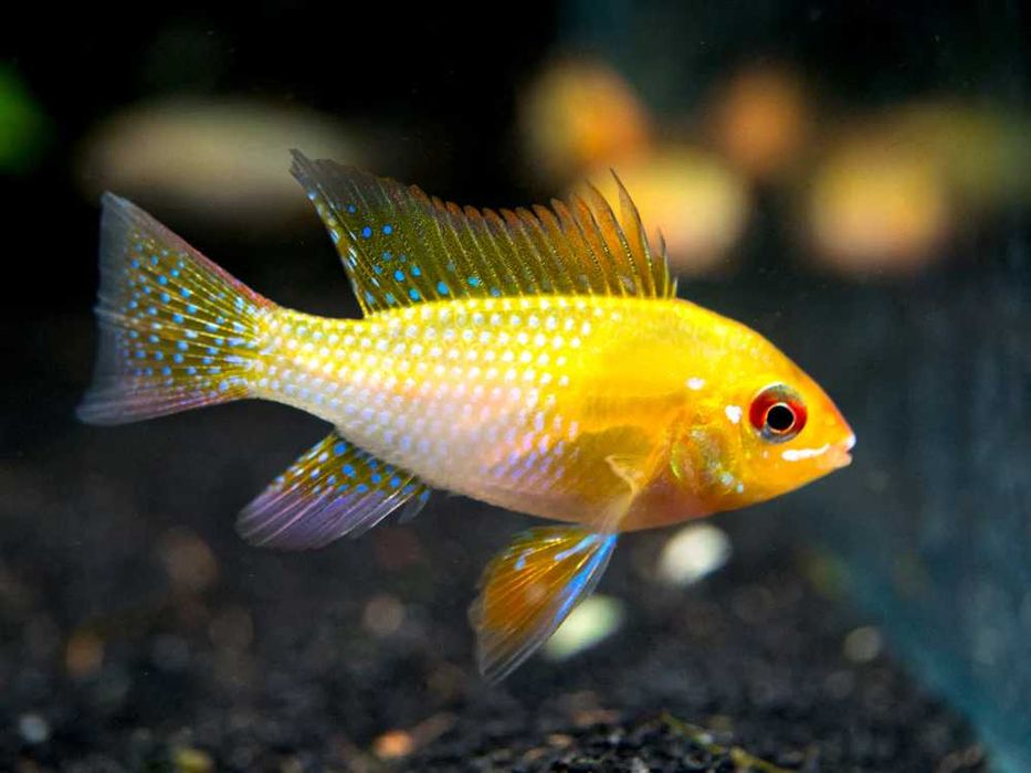 Pielęgniczka Ramireza GOLD