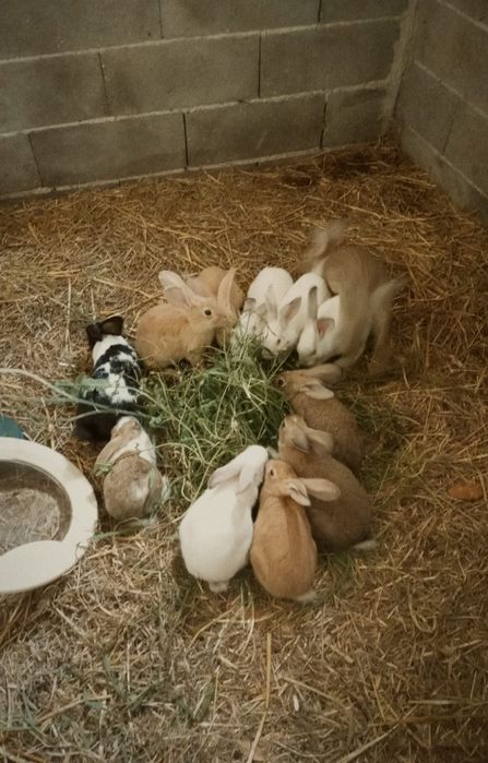 Coelhos para mudar de casa