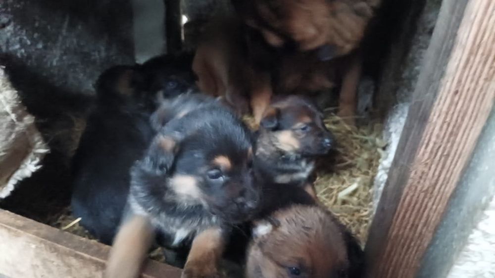 Цуценя  3місяці (Мама німецька вівчарка) дівчинка