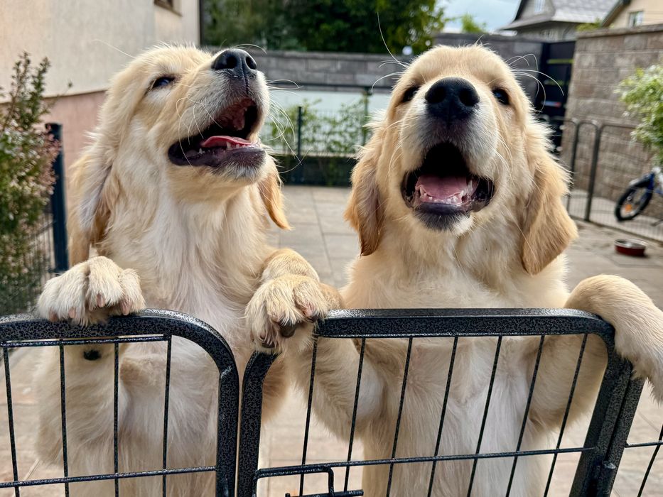 Golden retriver FCI ZKWP samiec pies
