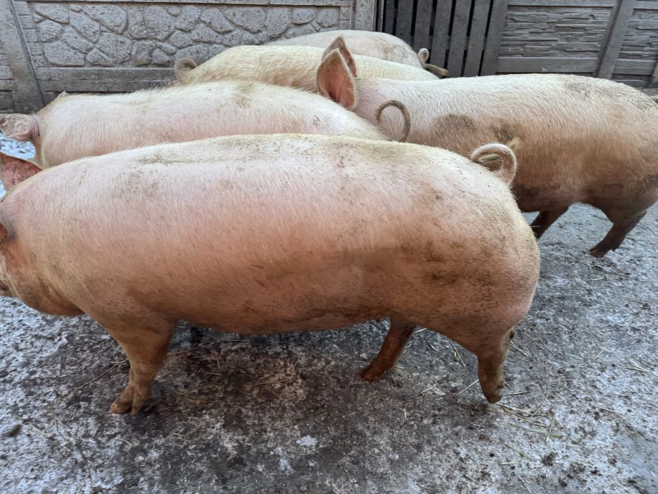 Продамо свинки вагою 180+