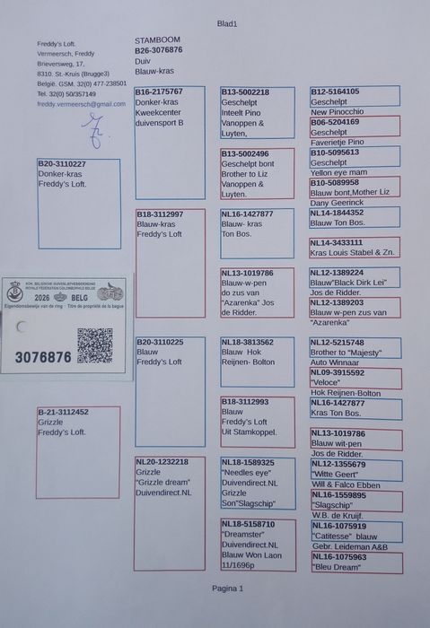 Piękne Belgi oryginał Vermeersch Freddy gołębie pocztowe