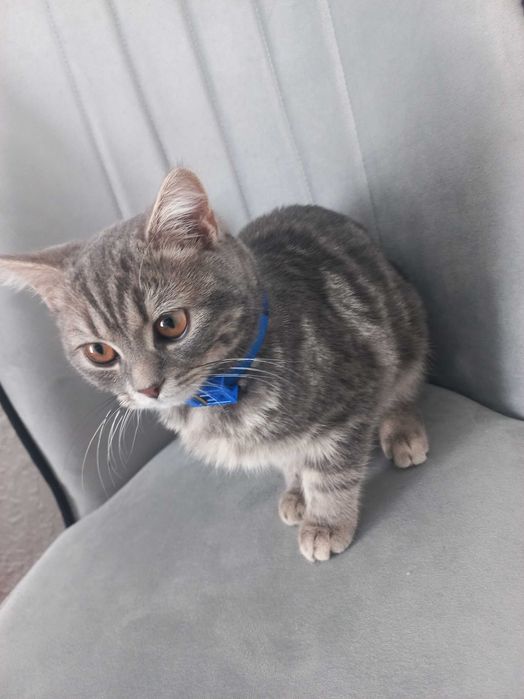 Шотландська прямовуха кішечка