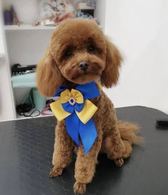 Вязка хлопчика Той Пудель