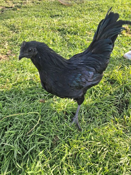 2 MACHOS Ayam Cemani