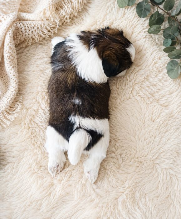 Piesek Shih Tzu malutki
