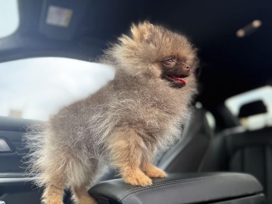 Szpic miniaturowy  dziewczynka unikat gotowa do odbioru