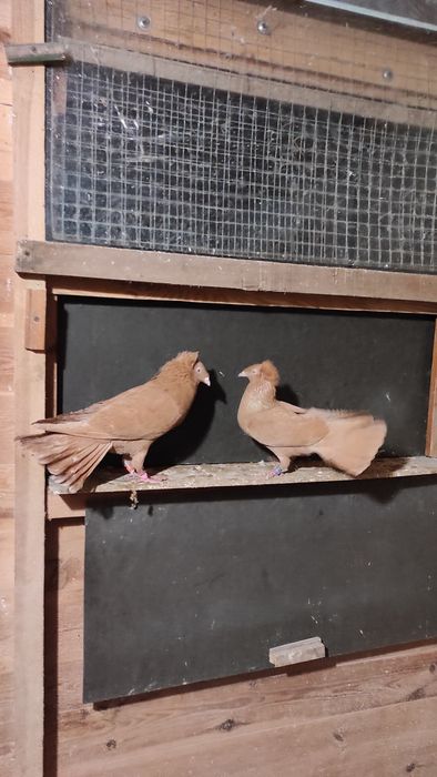 Sokoły,sokół,wysokolotne gdańskie.