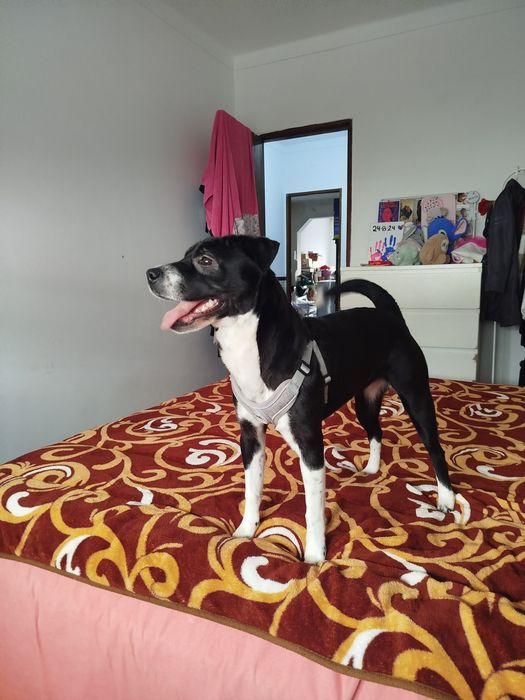 Cães para doação