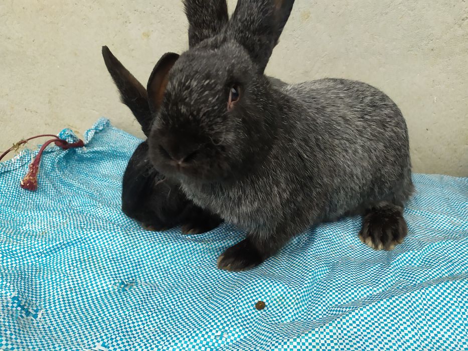 Продаю кролі Полтавське срібло