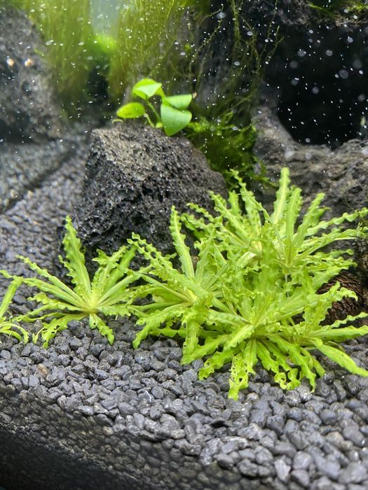 pogostemon helferi- gwiazda  wodna