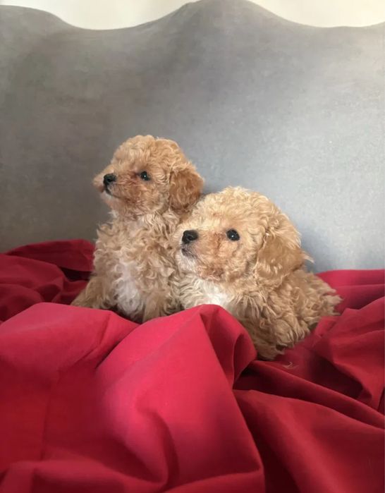 Сделана по возрасту обработка и прививки! Мини Мальтипу ф1 Мальтипу ф2