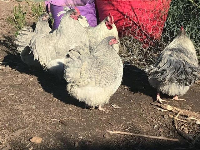 Інкубаційне яйце. Курчата, Орпінгтон лавандовий, червоний, смугастий.