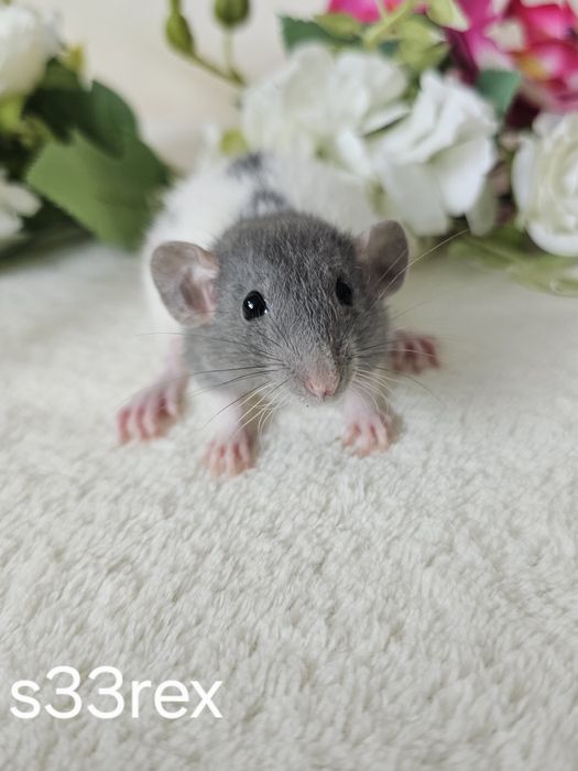 Szczurek szczur szczury