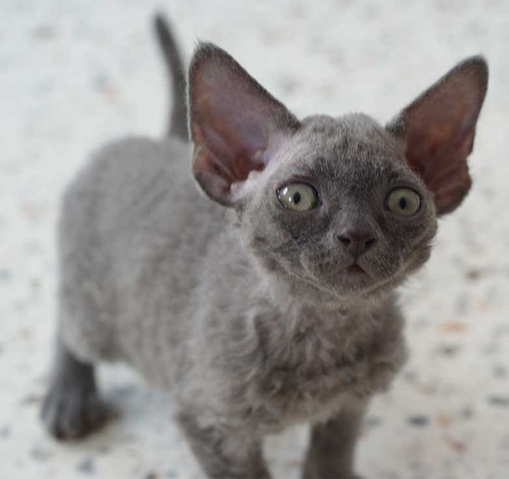 Kocurek Devon rex  rodowód