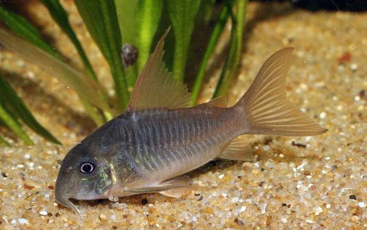 Kirys spiżowy - corydoras aeneus