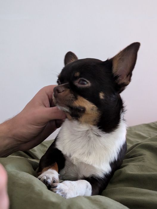 Горошок шукає дружину